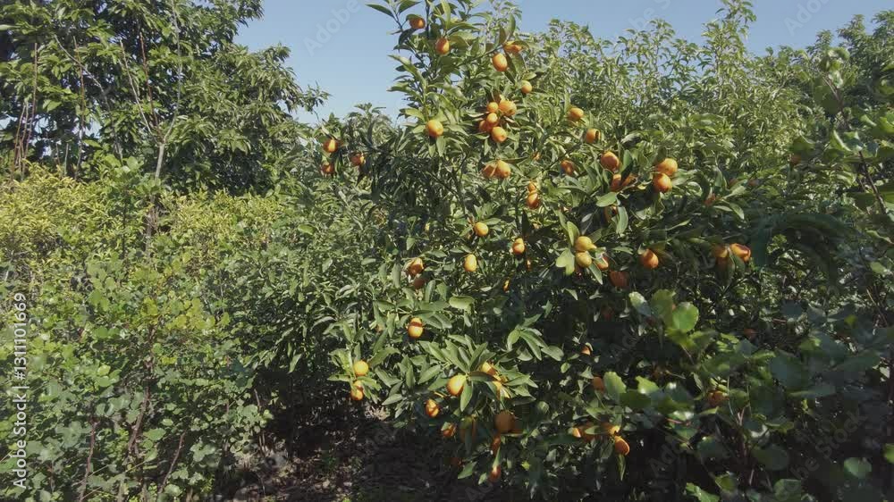 orange ripe and delicious kumquat fruits on the branch. orange ripe and delicious kumquat fruits on the branch.