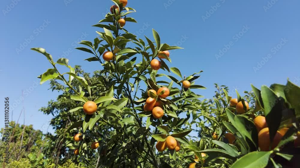 orange ripe and delicious kumquat fruits on the branch. orange ripe and delicious kumquat fruits on the branch.