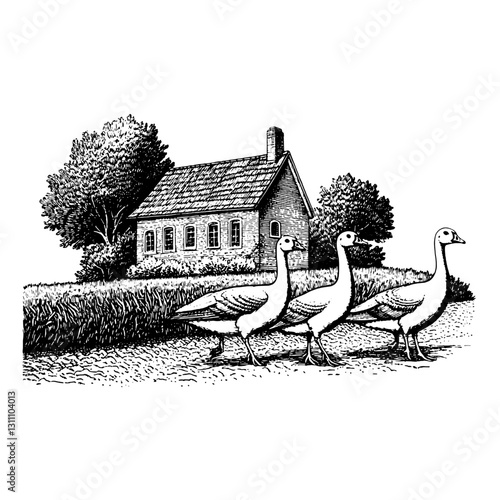 Elegant engraving depicting a rustic house with three geese strolling along a grassy pathway in a serene countryside setting