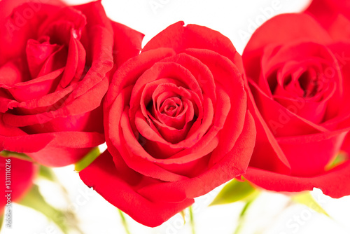 Red roses close up over white background