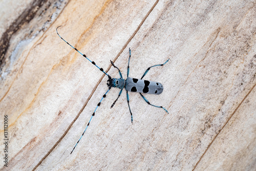 Fotografi Male rosalia longicorn (roasila alpina) on a Sycamore trunk