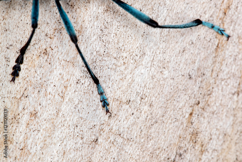 Detail shot or macro of the feet of a Rosalia longicorn (Rosalia alpina)