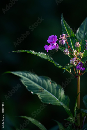 фотографія himalayan balsam (impatiens glandulifera) is a hihgly invasive plant species (ne