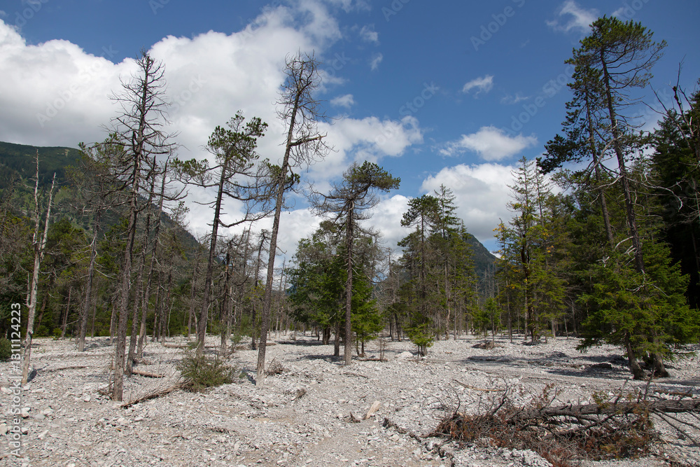 typical alpine landscape: remains of a dead spruce forest in an alluvial cone typical alpine landscape: remains of a dead spruce forest in an alluvial cone