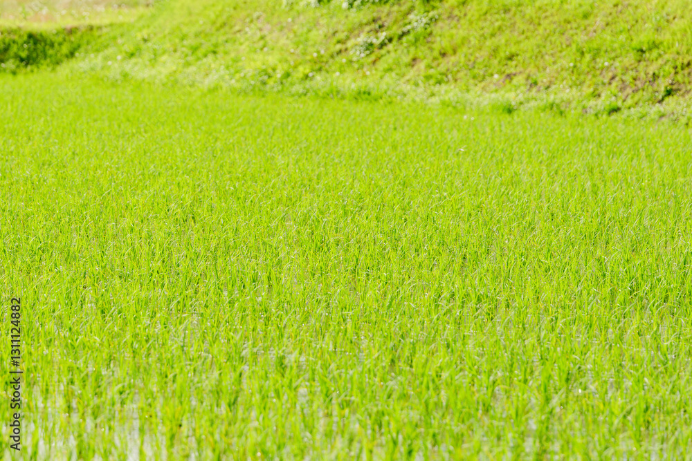 Lots of rice planted, rice fields in Asia, rice cultivation Lots of rice planted, rice fields in Asia, rice cultivation