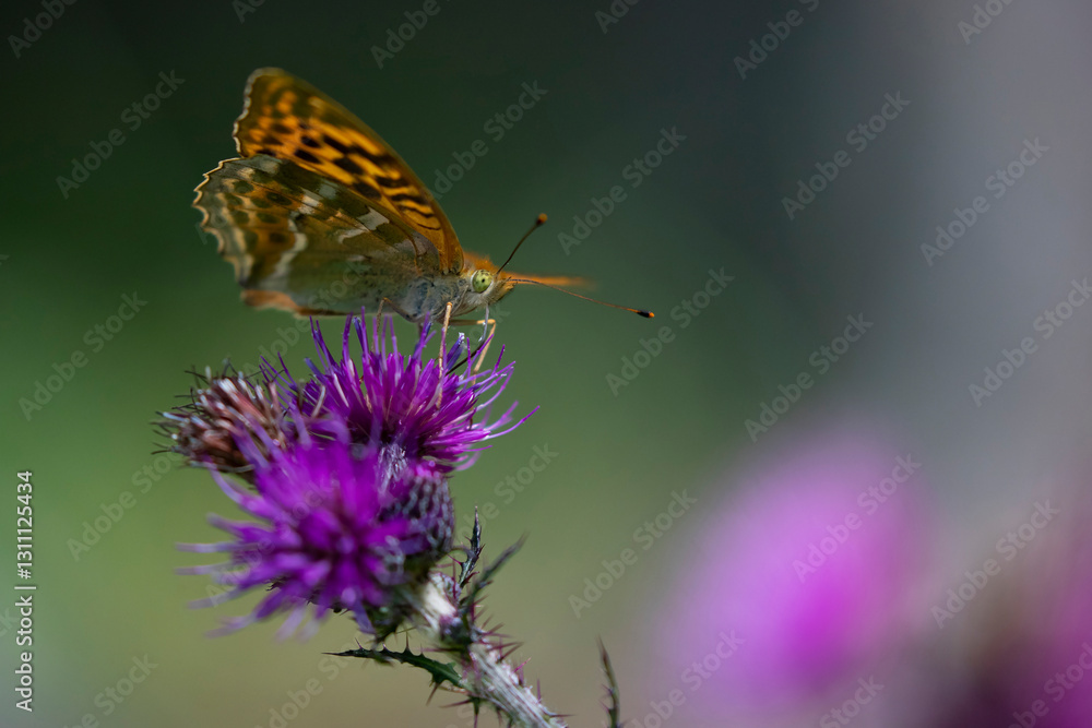 silver-washed fritillary (argynnis paphia) sucking nectar on a thistle silver-washed fritillary (argynnis paphia) sucking nectar on a thistle
