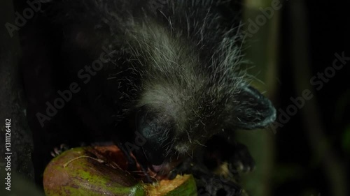 Aye-aye, Daubentonia madagascariensis, night animal in Madagascar. Aye-aye nocturnal lemur monkey in the nature habitat, coast forest in Madagascar, widllife nature. Rare endemic
