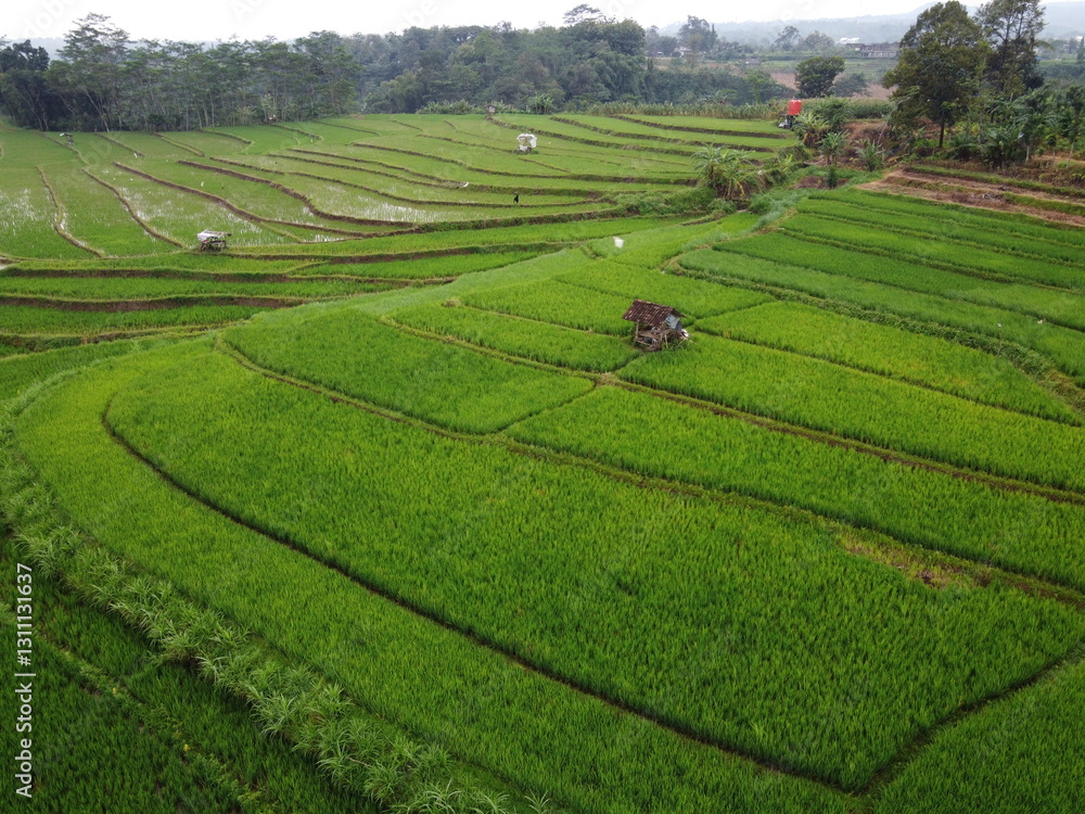 panorama of agrarian rice fields landscape in Central Java, like a terraced rice fields ubud Bali Indonesia panorama of agrarian rice fields landscape in Central Java, like a terraced rice fields ubud Bali Indonesia