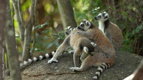 Madagascar wildlife. Monkey family, young cub. Madagascar wildlife, Ring-tailed Lemur, Lemur catta. Animal from Madagascar, Africa, orange eyes. Evening light sunset, Anja Nature Park. Monkey, sunset.