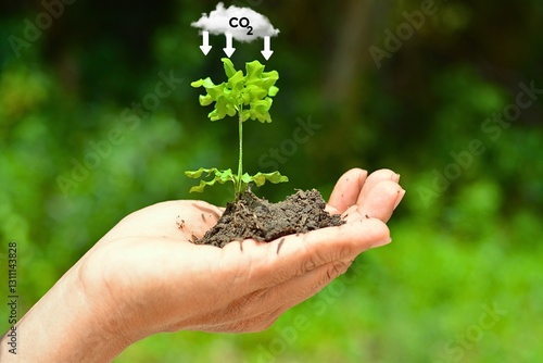 Tree on hand. CO2 emission reduction concept. Green business based on renewable energy can limit climate change and global warming. Clean and eco-friendly environment without carbon dioxide emissions.