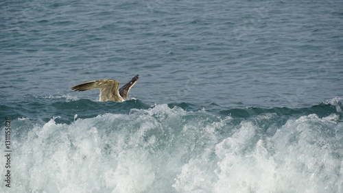 Photography seagull in the water
