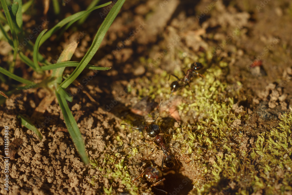 An ant is emerging from its burrow onto a green grassy clearing An ant is emerging from its burrow onto a green grassy clearing