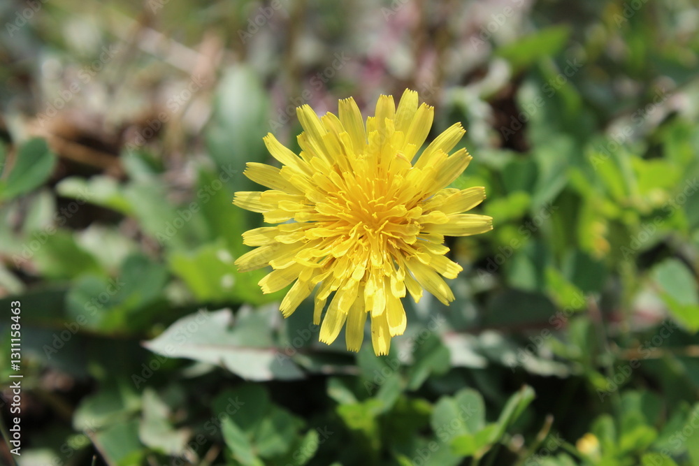 Dandelions, Taraxacum or Hawkweed yellow flowers
Dandelions, Taraxacum or Hawkweed yellow flowers