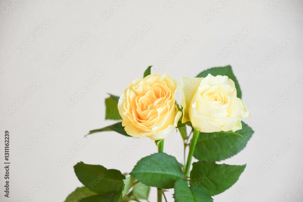 Obraz premium 黄色いばら