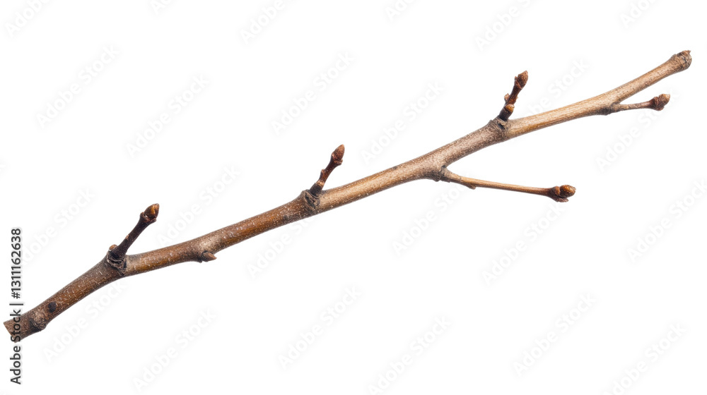 Willow tree branch with blossoms and leaves against a clear sky in spring Willow tree branch with blossoms and leaves against a clear sky in spring