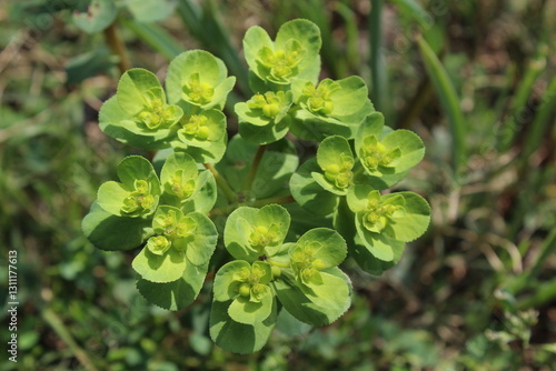 Bild auf Leinwand Euphorbia helioscopia, Sun Spurge or Madwoman's milk plant