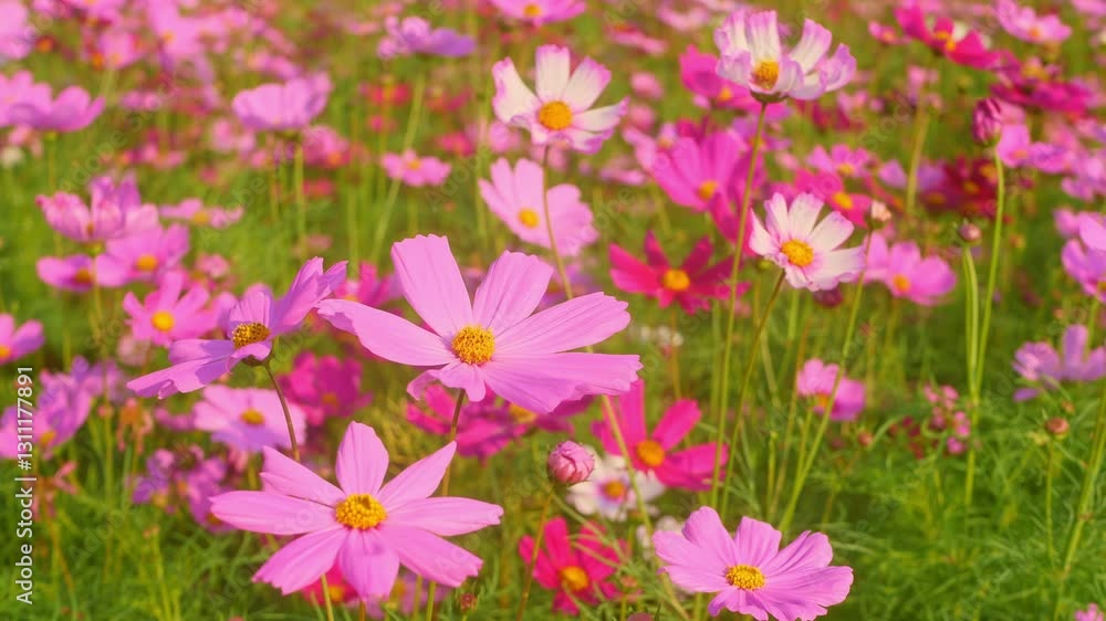 Vibrant Cosmos Flowers Blooming in a Colorful Meadow Landscape Vibrant Cosmos Flowers Blooming in a Colorful Meadow Landscape