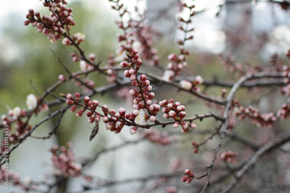 Blooming Apricot Tree Branches with Pink Flowers, Spring Blossom Blooming Apricot Tree Branches with Pink Flowers, Spring Blossom