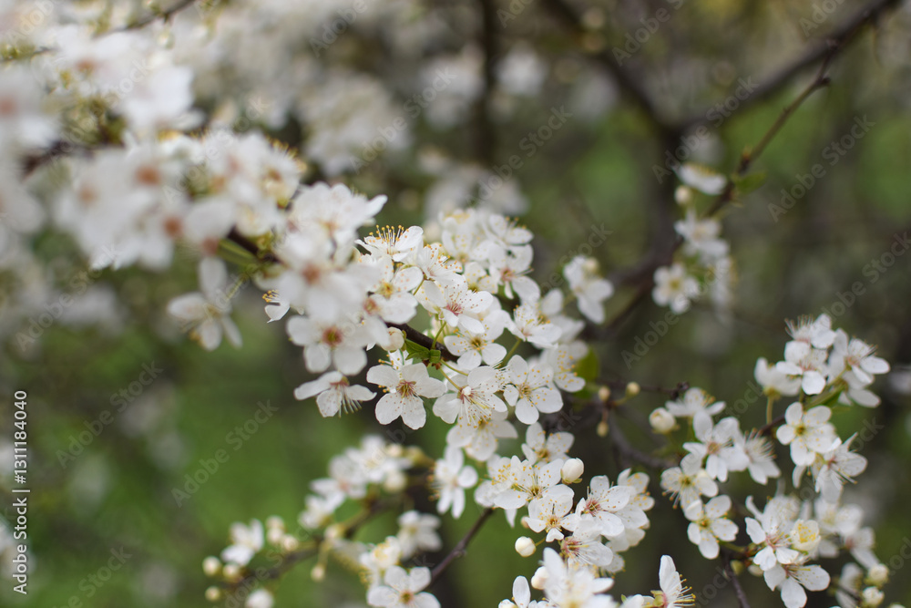 Blooming Apricot Tree Branches with Pink Flowers, Spring Blossom Blooming Apricot Tree Branches with Pink Flowers, Spring Blossom