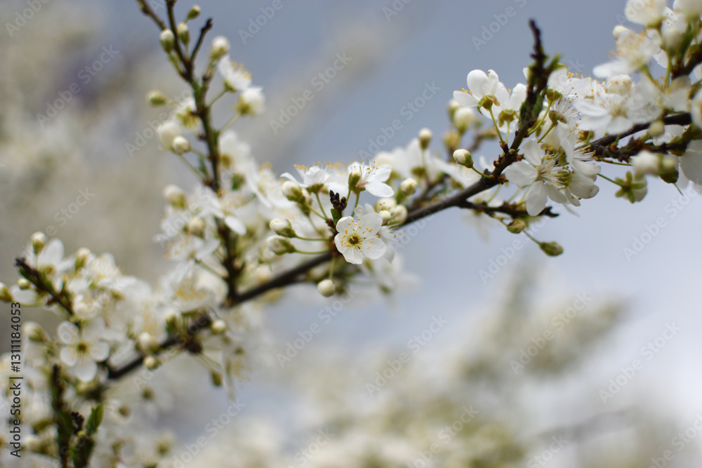 Blooming Apricot Tree Branches with Pink Flowers, Spring Blossom Blooming Apricot Tree Branches with Pink Flowers, Spring Blossom