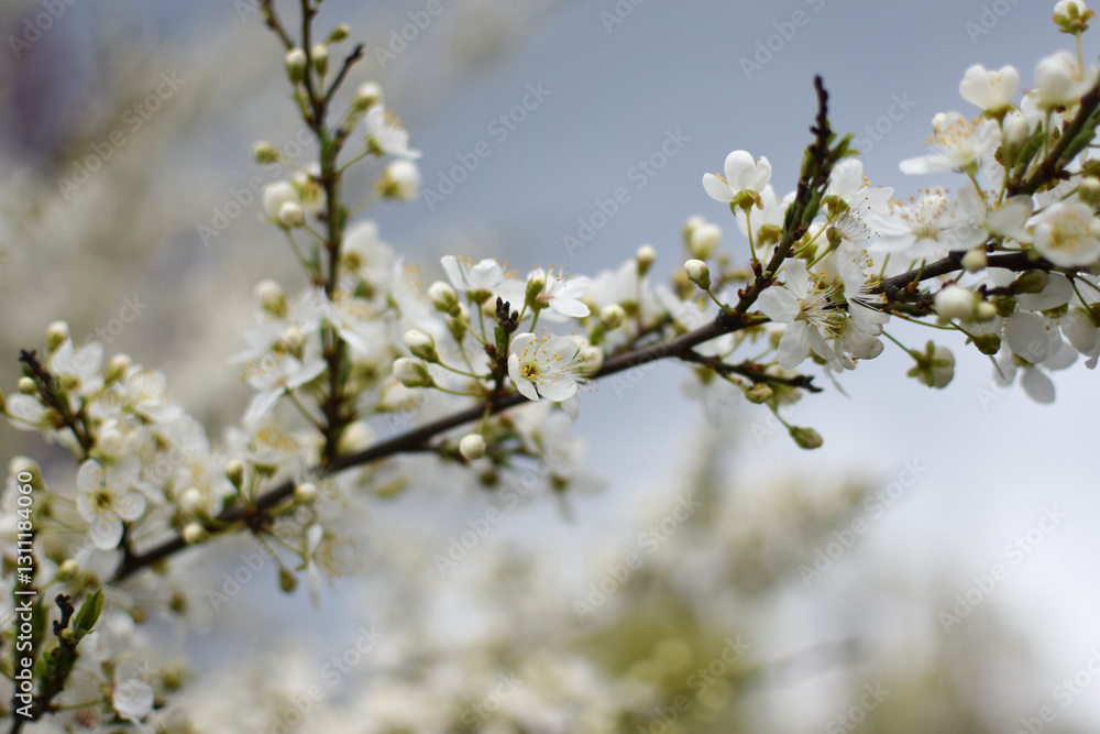 Blooming Apricot Tree Branches with Pink Flowers, Spring Blossom Blooming Apricot Tree Branches with Pink Flowers, Spring Blossom