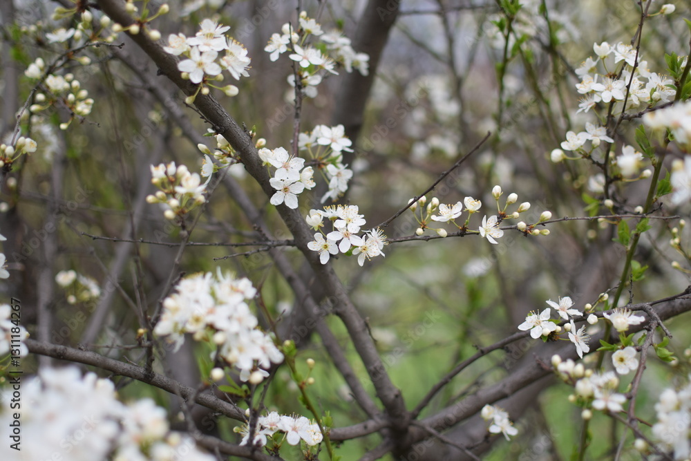 Blooming Apricot Tree Branches with Pink Flowers, Spring Blossom Blooming Apricot Tree Branches with Pink Flowers, Spring Blossom