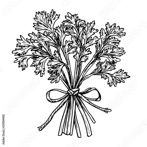 Engraved vector illustration of a fresh coriander bundle tied with string