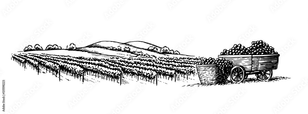 Obraz premium Engraved vector tattoo design featuring a vineyard landscape with rolling hills and a cart filled with grapes