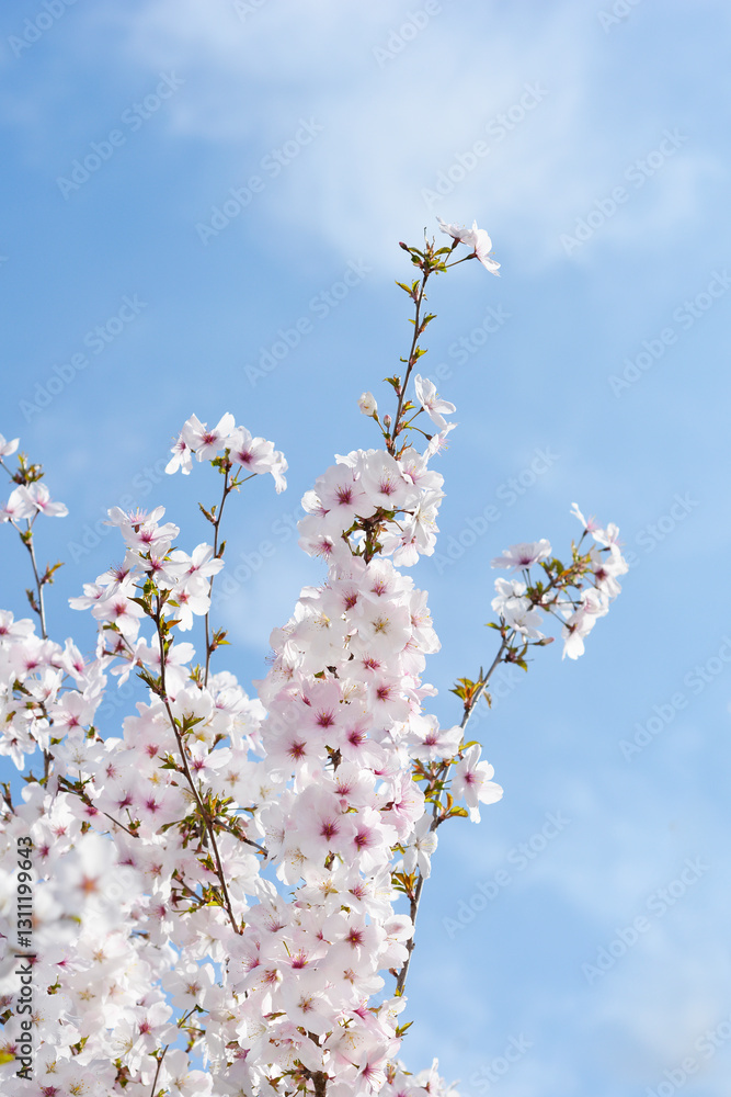 Flowering cherry The Bride branch with flowers Flowering cherry The Bride branch with flowers