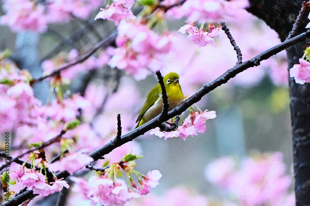 Japanese white-eyes flocking to cherry blossoms in search of nectar. Seasonal background material of Japanese spring wild birds. Japanese white-eyes flocking to cherry blossoms in search of nectar. Seasonal background material of Japanese spring wild birds.