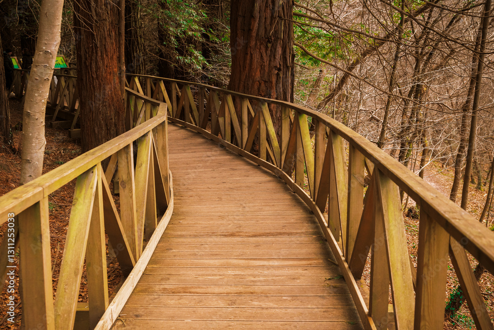 Obraz premium Sequoia forest at Cantabria Spain