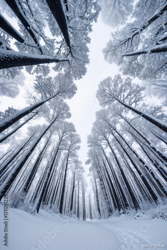 Serene Snow Path Beckons Through Towering Trees into Winter's Quietude