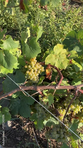 A bunch of grapes hanging from a vine. The grapes are green and yellow. The vine is covered in leaves
