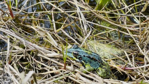 Green frog, Pelophilax perezi in a wetland. Green, blue and black frog. International Frog Day.
