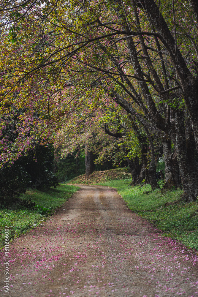 Naklejka premium solo traveler in nature concept with country road with pink cherry blossom tree in springtime season