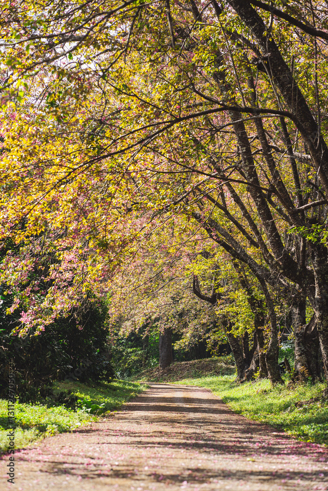 solo traveler in nature concept with country road with pink cherry blossom tree in springtime season solo traveler in nature concept with country road with pink cherry blossom tree in springtime season