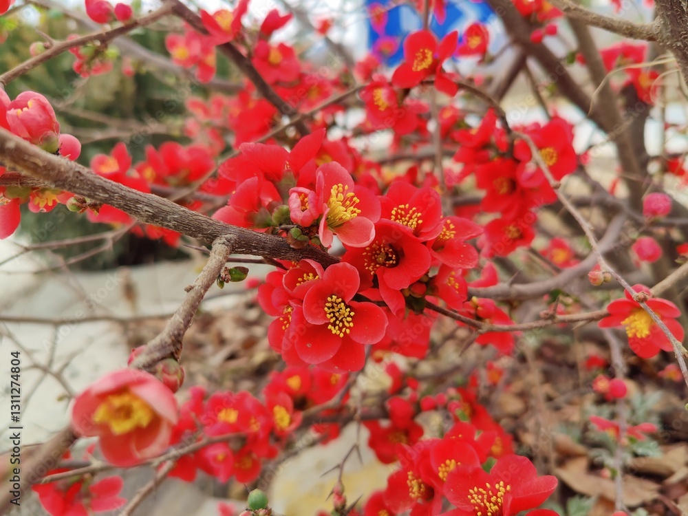 Chinese Quince or Chaenomeles speciosa Red Flowers
Chinese Quince or Chaenomeles speciosa Red Flowers