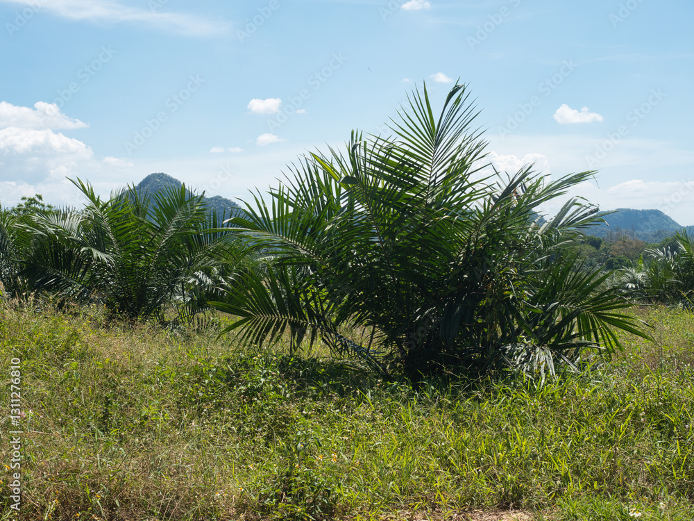 Oil palm plantations are overgrown with weeds and grass.