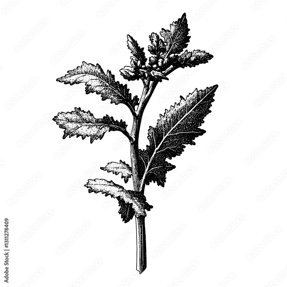 Fototapeta premium Artful engraved illustration of a detailed herb plant, ideal for tattoo designs and creative packaging projects