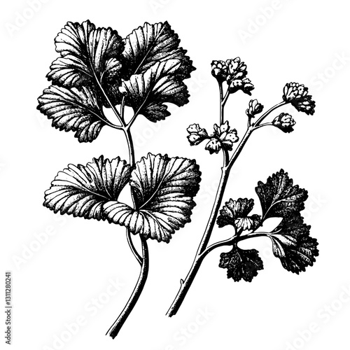 Engraved botanical illustration featuring intricate leaves and delicate flowers ideal for tattoo art and elegant packaging design