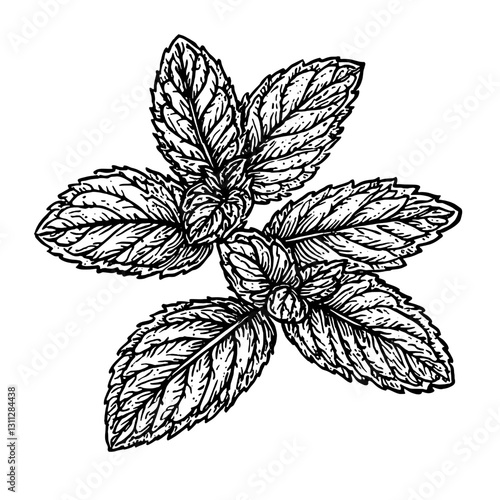 Intricate engraving of mint leaves showcases natural beauty for tattoos and packaging design concepts