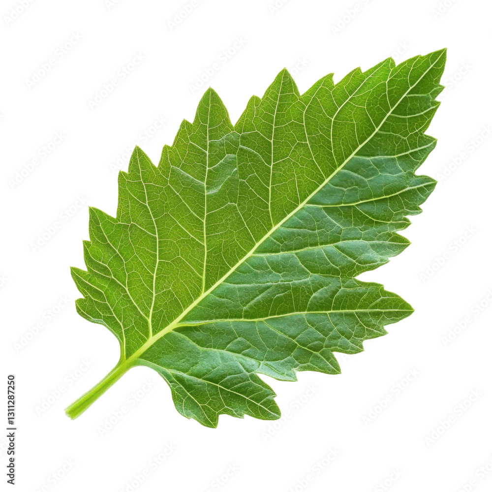 Fresh green leaf isolated on white background, PNG transparent clipart. Fresh green leaf isolated on white background, PNG transparent clipart.