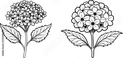 Set of outline Verbena or Argentinian verbena flower bunch in black isolated on transparent background.