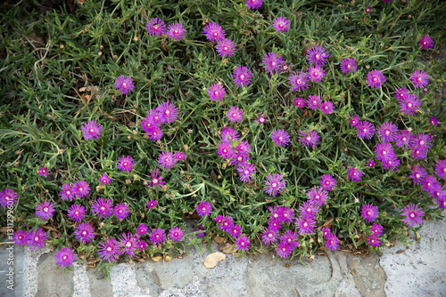 A vibrant cluster of purple ice plant flowers (Delosperma cooperi) in full bloom