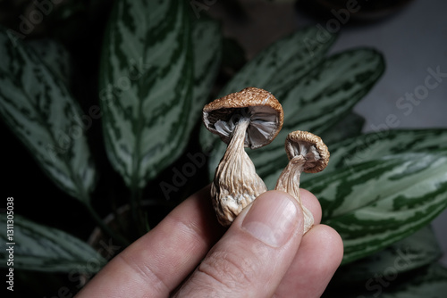 Psilocybin psychedelic mushrooms in man's hand on green aglaonema leaves background. Micro-dosing concept