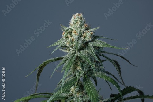 Blooming cannabis bush close-up. Fresh plant Sunset Sherbet on grey background. Herbal medicine layout. Medical hemp recreation, microdosing concept. Indoor home growing
