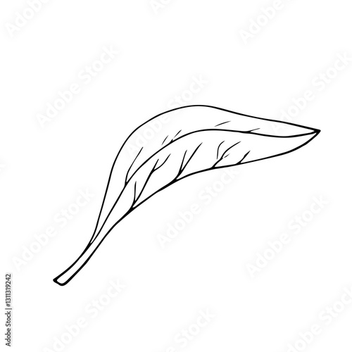 Green tea plant, leaf. Hand drawn botanical illustration. Hot drink. Black leaf on white background.
