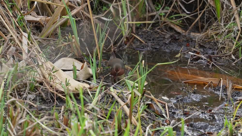 ruddy breasted crake in a pond ruddy breasted crake in a pond