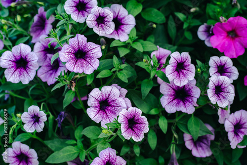 Stunning Purple Petunia Flowers in Full Bloom