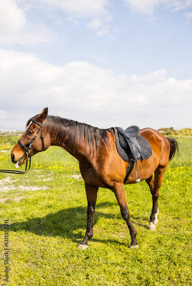 Brown horse on a green meadow with a blue sky in the background Brown horse on a green meadow with a blue sky in the background